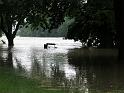 Hochwasser (71)
